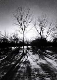 Bare trees at sunset