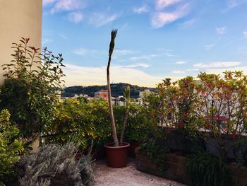 Potted plants and trees against sky