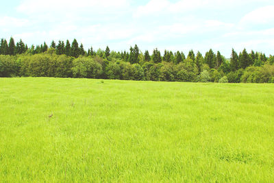 Green field, forest on the horizon
