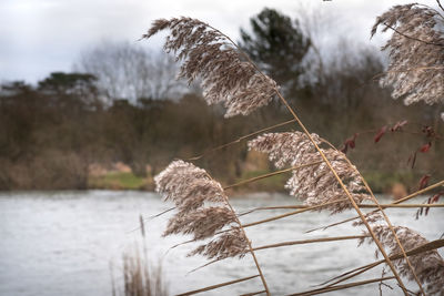 Close-up of dry plants against lake during winter
