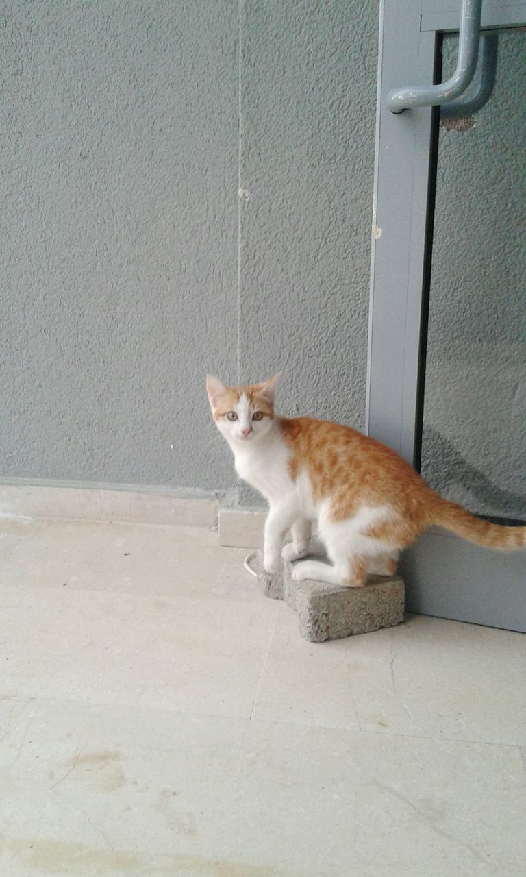 CAT SITTING ON WALL OF ENTRANCE