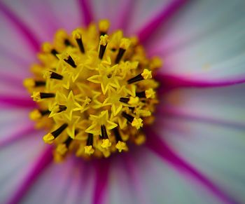 Macro shot of yellow flower