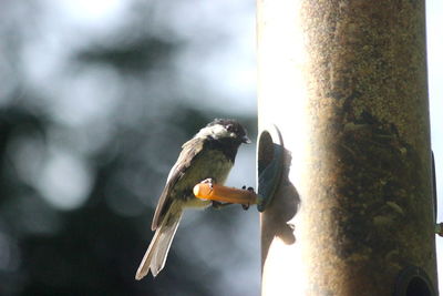 Close-up of bird perching on a feeder