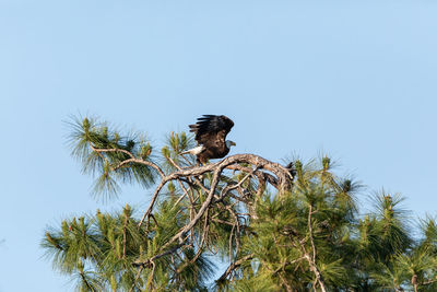 Low angle view of bird perching on tree against sky