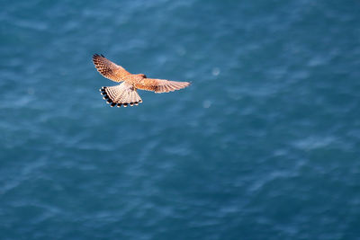 High angle view of falcon flying over sea