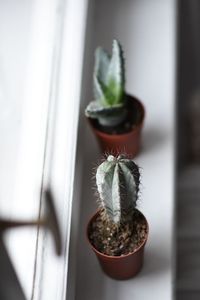 Close-up of potted plant on window sill