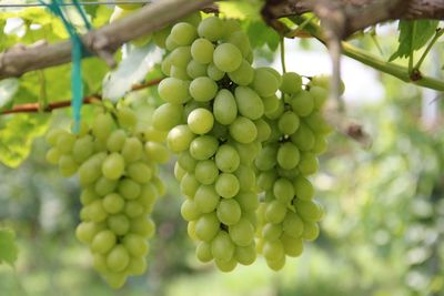 Close-up of grapes growing in vineyard