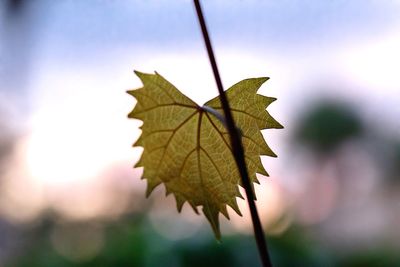 Close-up of maple leaf