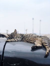 View of a cat sleeping