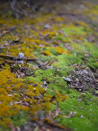 High angle view of snake on grass