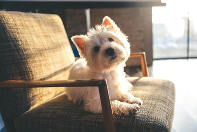 Cairn terrier sitting on chair