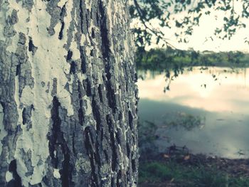 Close-up of tree trunk