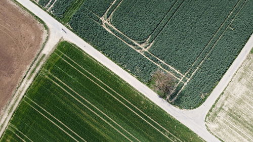 High angle view of agricultural field