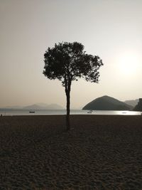 Tree on beach against clear sky