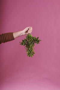 A man's hand holding a cut cannabis plant on pink background