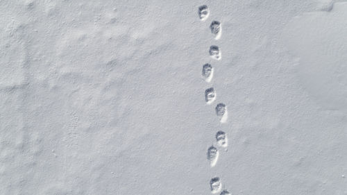 Aerial view of fresh polar bear tracks in the snow at tempelfjorden, svalbard.