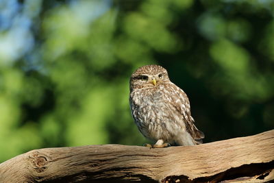 A little owl on the perfect perch