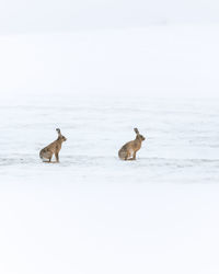 View of two dogs on snow covered landscape