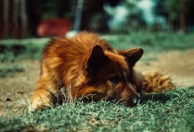 Close-up of dog relaxing on grass