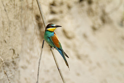 European bee-eater from the drava river