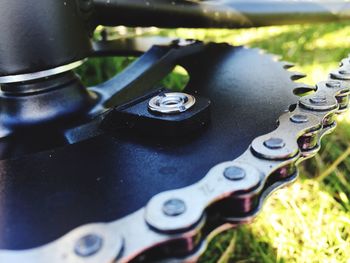 Close up of plant against blurred background