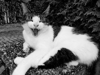 Close-up portrait of cat yawning outdoors
