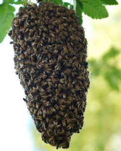 Close-up of bee on leaf against blurred background