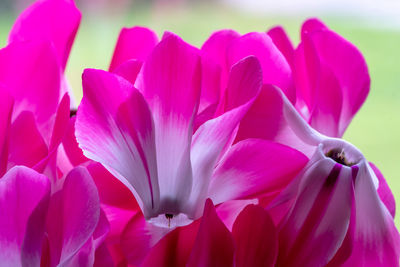 Close up of cyclamen persicum flowers in bloom