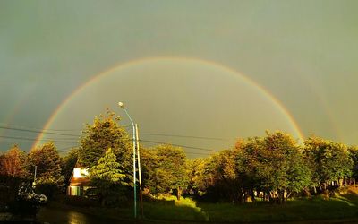 Rainbow over trees