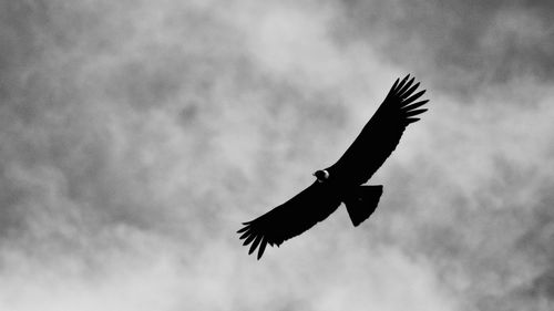 Low angle view of bird flying in sky