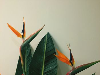 Close-up of flowers against blurred background