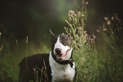 Dog by plants