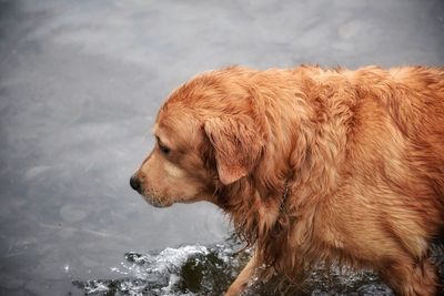 Close-up of dog in water