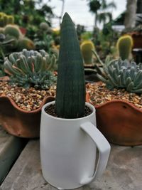 Close-up of potted plant