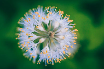 Close-up of flowers