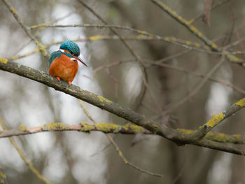 Close-up of bird perching on branch