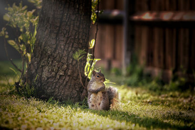 Squirrel on grassy field by tree