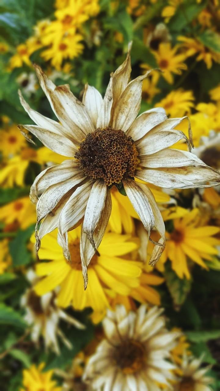 CLOSE-UP OF WILTED PLANT