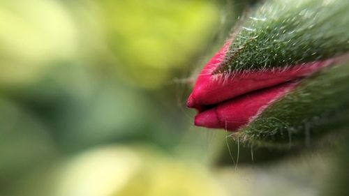 Close-up of red flower
