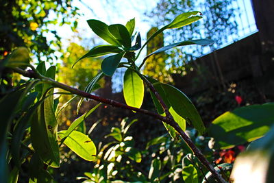 Low angle view of leaves