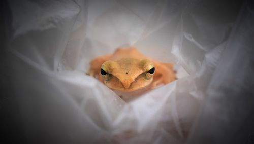 Close-up of lizard