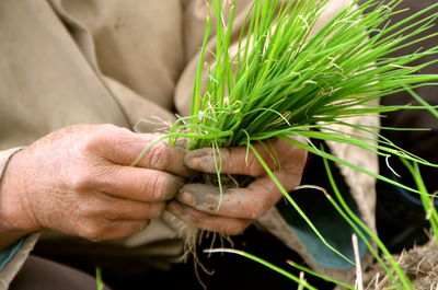 Close-up of hand holding plant