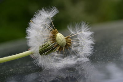 Close-up of dandelion flower