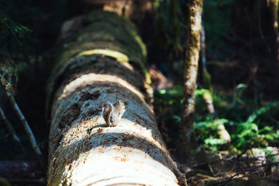 Close-up of old tree trunk