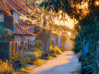 Illuminated street amidst trees and buildings during autumn