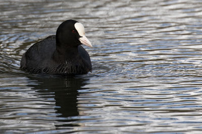 Duck swimming in lake