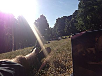 Sun shining through trees on grassy field