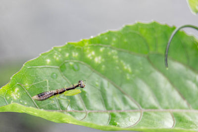 Close-up of insect on leaf