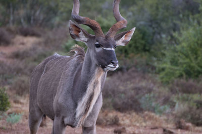 Deer standing on field