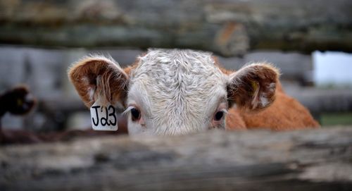 Close-up of goat